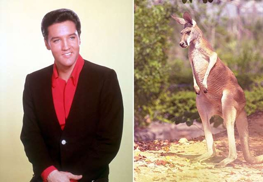 
	
	'Ông vua' nhạc Rock & Roll Elvis Presley từng nuôi một con Kangaroo - món quà do một người quen tặng. Nhưng việc thuần dưỡng chú Kangaroo này không thành công nên Presley đã tặng lại cho một vườn thú ở Memphis.